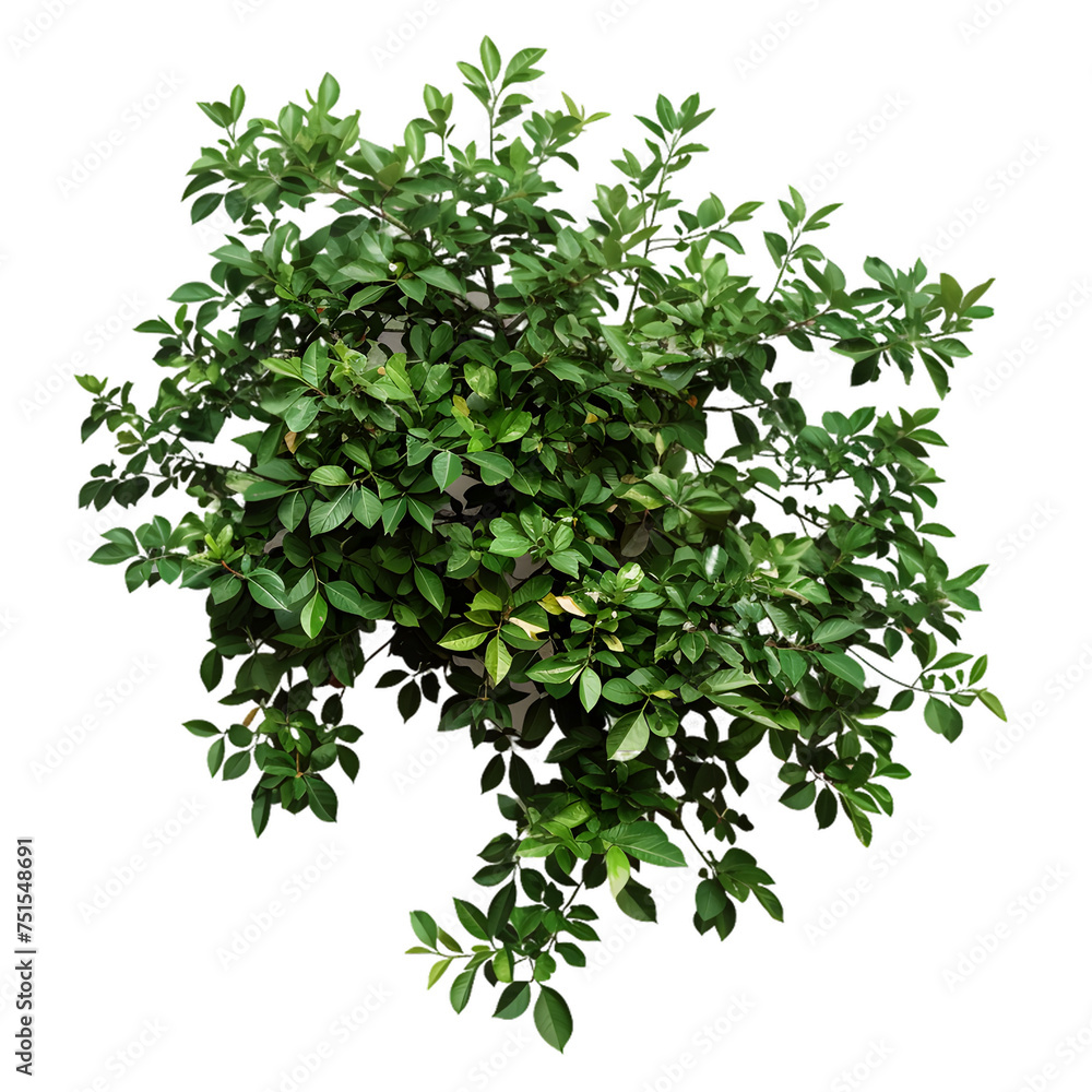 Top view of dense green foliage tree isolated on transparent background Top view of dense green foliage tree isolated on transparent background