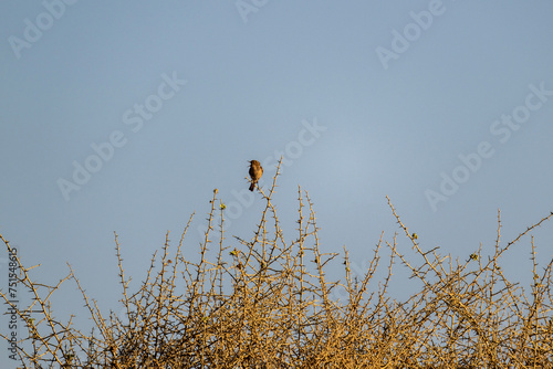 beautiful desert shrike bird in natural conditions in a national park in Kenya