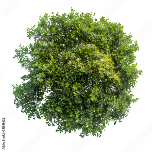 Top view of dense green foliage tree isolated on transparent background