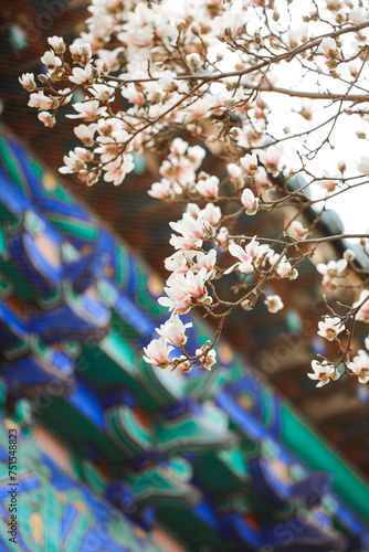 Photography chinese  style red wall, magnolia flower china spring