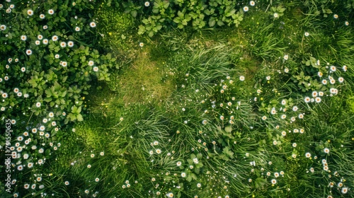 Field with grass and flowers, top view.
