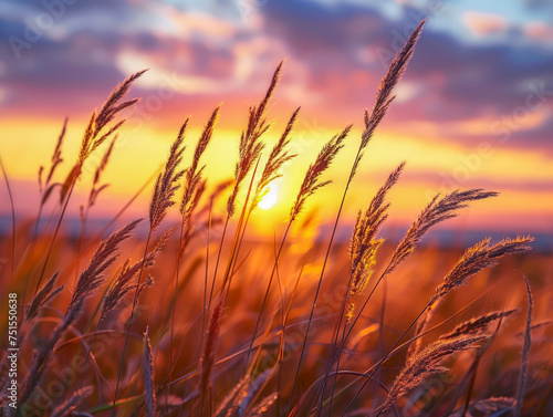 A field of tall grass with a beautiful sunset in the background