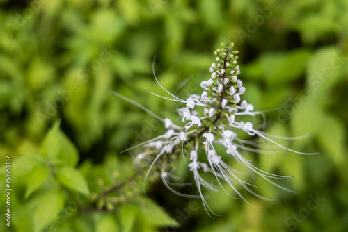 Closeup view of Misai Kuching or Cat Whiskers, a flowering herbal plant used in traditional medicine with diuretic, anti-oxidant, anit-hypertensive benefits among others
