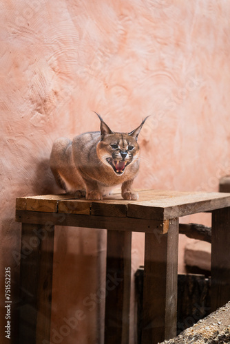 Angry Lynx portrait in Ukrainian zoo