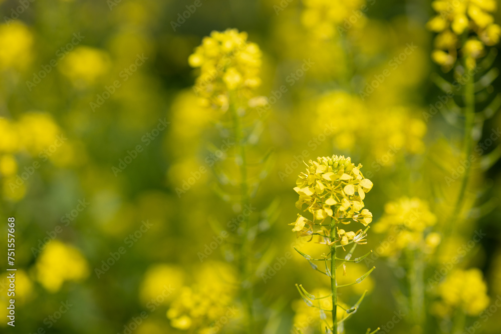 Vibrant yellow mustard blooming in natural landscape filled with various grasses and flowering plants