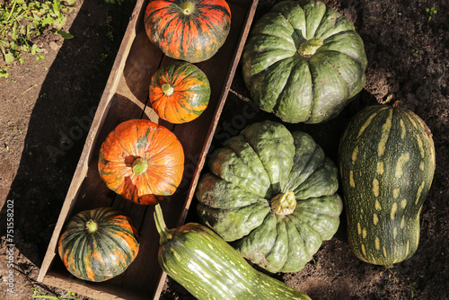 Wallpaper Mural Pumpkin autumn harvest in wooden box. Different orange and green colorful pumpkins in sunlight on garden bed top view Torontodigital.ca