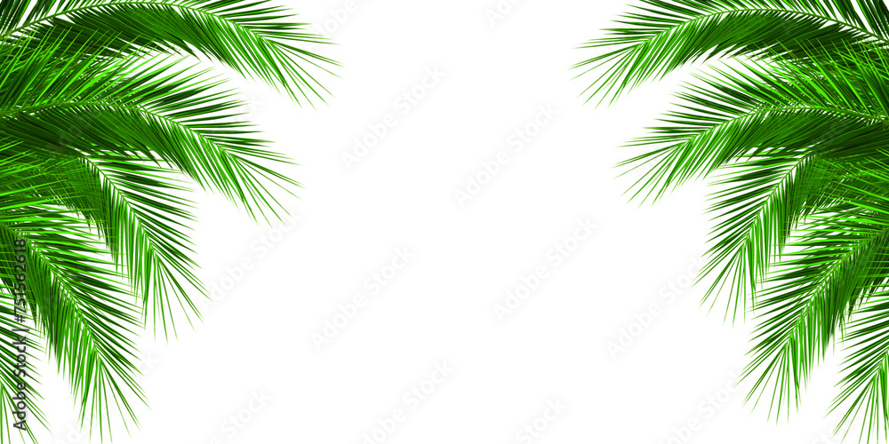 Tropical palm leaves on a white background