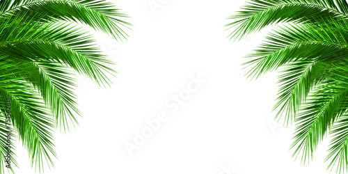 Tropical palm leaves on a white background