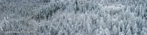 Aerial panoramic view looking down into a snow covered northern forest with spruce and birch trees. 