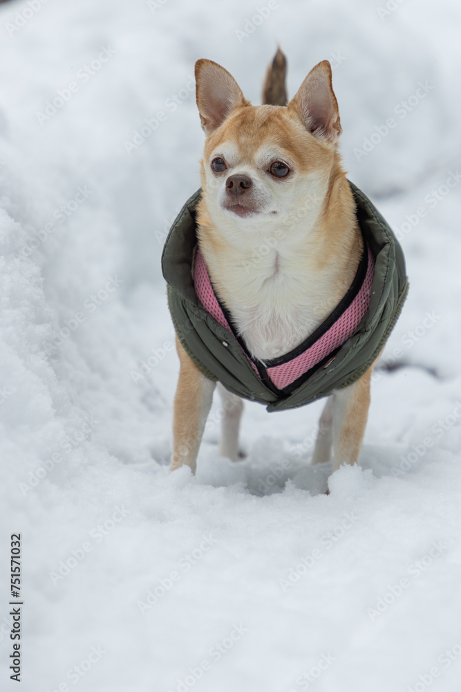 A small dog is wearing a pink and green jacket and standing in the snow. The dog appears to be enjoying the cold weather and is looking up at the camera