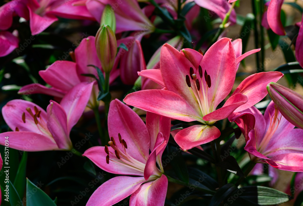 Beautiful pink lily flower in garden, pink flower