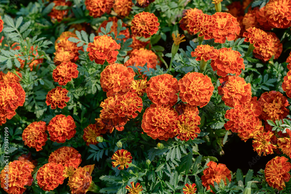beautiful marigold flower in garden, flower on top view and flower