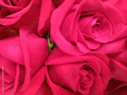 pink roses background