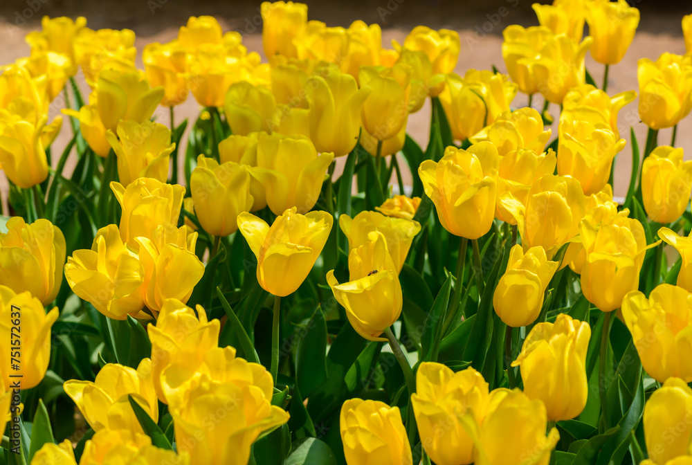 Beautiful Yellow Tulip flower blooming in garden, flower background Beautiful Yellow Tulip flower blooming in garden, flower background