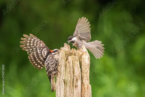 Woodpecker fighting a Chickadee