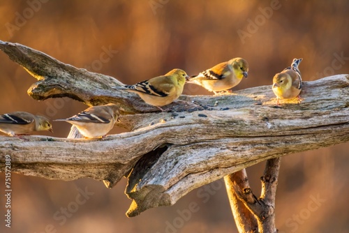 Goldfinches on a branch photo