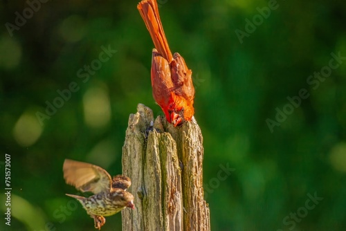 Cardinal harrassing a Purple Finch photo