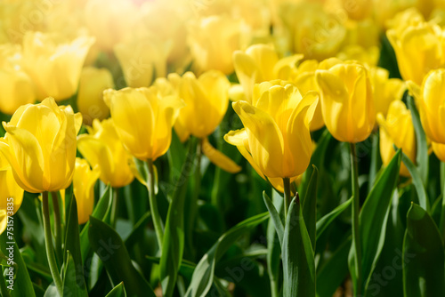 Beautiful Yellow Tulip flower blooming in garden, flower background