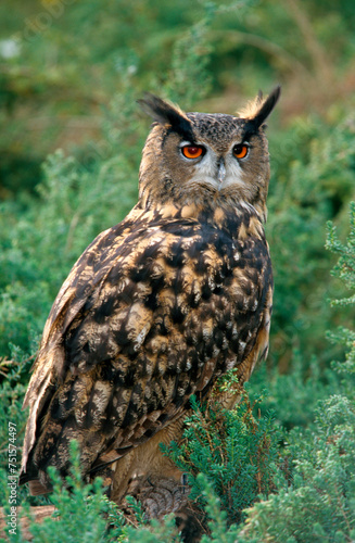 Grand duc d'Europe,.Bubo bubo, Eurasian Eagle Owl