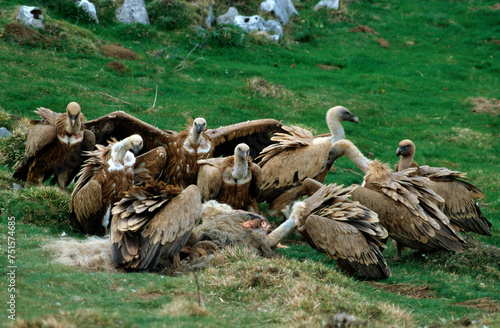 Vautour fauve,.Gyps fulvus, Griffon Vulture, Pyrénées Atlantiques