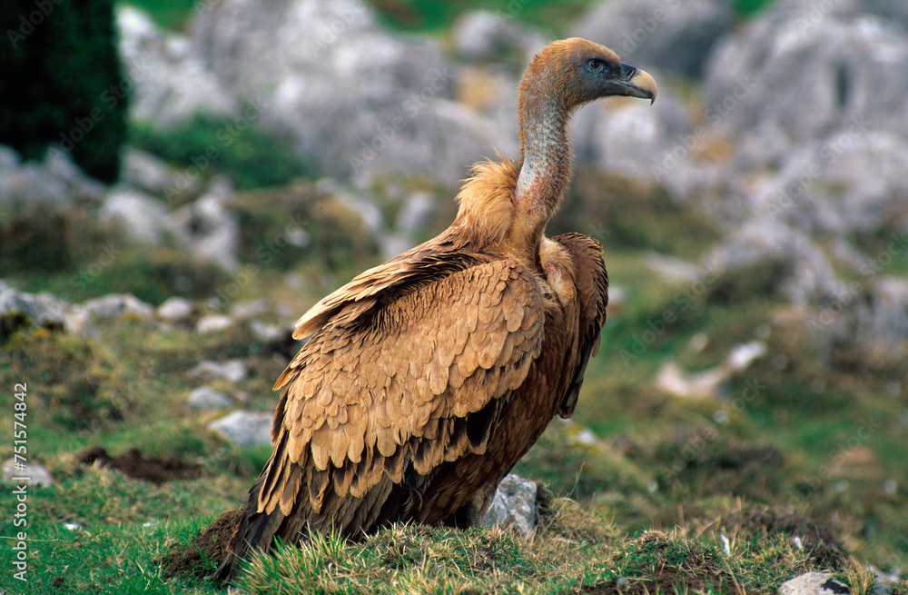 Vautour fauve,.Gyps fulvus, Griffon Vulture, Pyrénées Atlantiques Vautour fauve,.Gyps fulvus, Griffon Vulture, Pyrénées Atlantiques