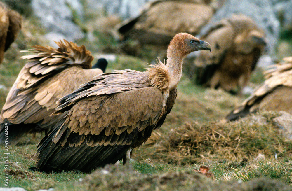 Vautour fauve,.Gyps fulvus, Griffon Vulture, Pyrénées Atlantiques Vautour fauve,.Gyps fulvus, Griffon Vulture, Pyrénées Atlantiques