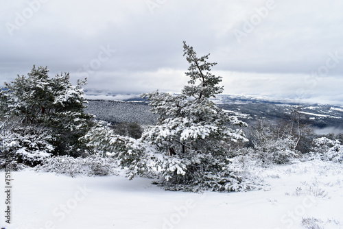 A Scots pine (Pinus sylvest...