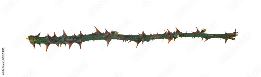 Naklejka premium Dry rose branch. Branch with thorns isolated on a white background.
