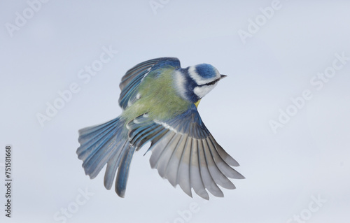 Little bird flying on sky background. Blue tit