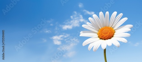 A single white daisy flower stands out against the backdrop of a clear blue sky. The delicate petals of the flower contrast beautifully with the vibrant blue hues of the sky.