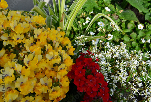 Bunt blühende Frühlingsblumen im Pflanztopf mit Elfenspiegel photo