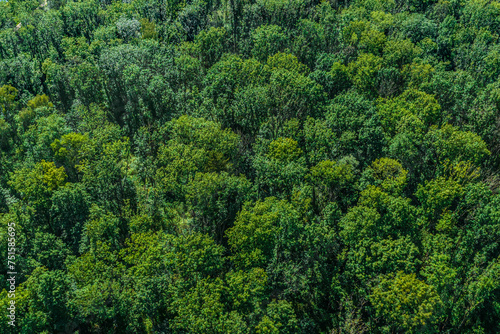 Saftig grüner Laubwald in den Iller-Auen  im Luftbild