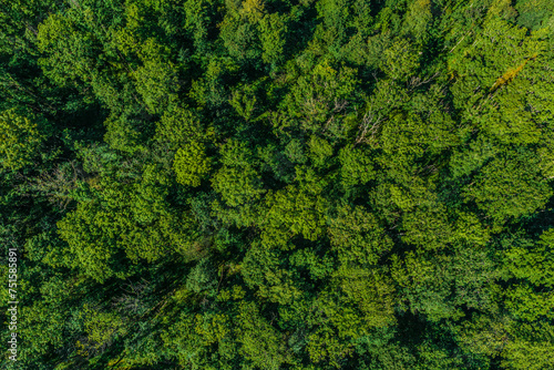 Saftig grüner Laubwald in den Iller-Auen im Luftbild