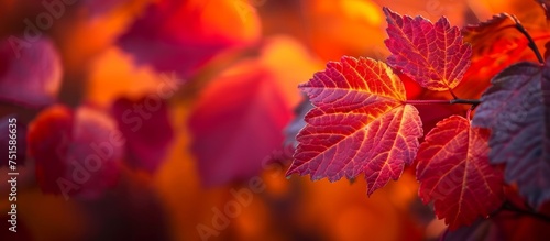 Vibrant close up of a beautiful red leaf in natural setting, symbolizing autumn beauty and season change