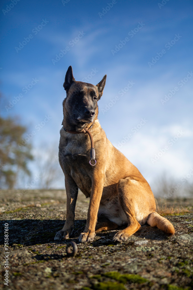 Belgian Shepard Malinois posing with blue sky Belgian Shepard Malinois posing with blue sky