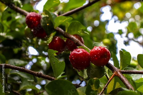 Fotografie Detail of green Barbados cherries or acerola fruits (Malpighia glabra Linn) wet