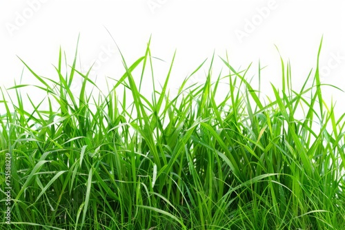 fresh spring green grass isolated on white  spring  easter  fresh  green  meadow  grass