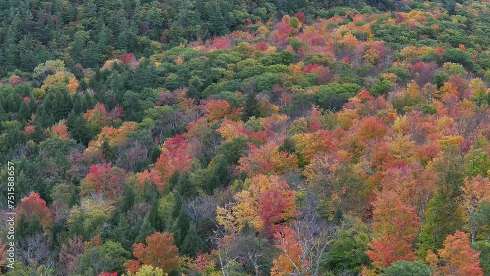 Aerial video of fall trees with fall colors in New England Aerial video of fall trees with fall colors in New England