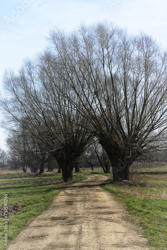 Willows in Małopolska in early spring © Mariusz