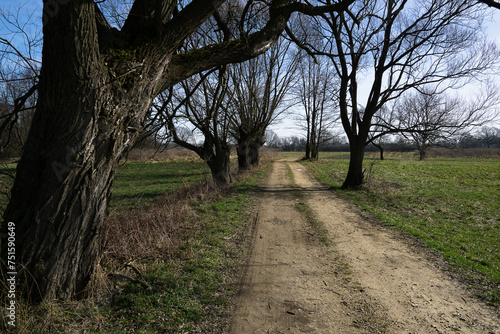 Willows in Małopolska in early spring