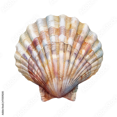 cute shells vector illustration in watercolour style