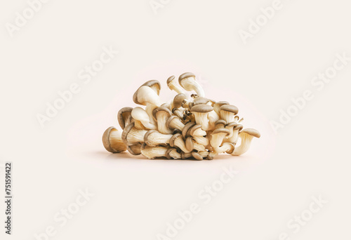 Fresh oyster mushrooms on light beige background, minimalism style