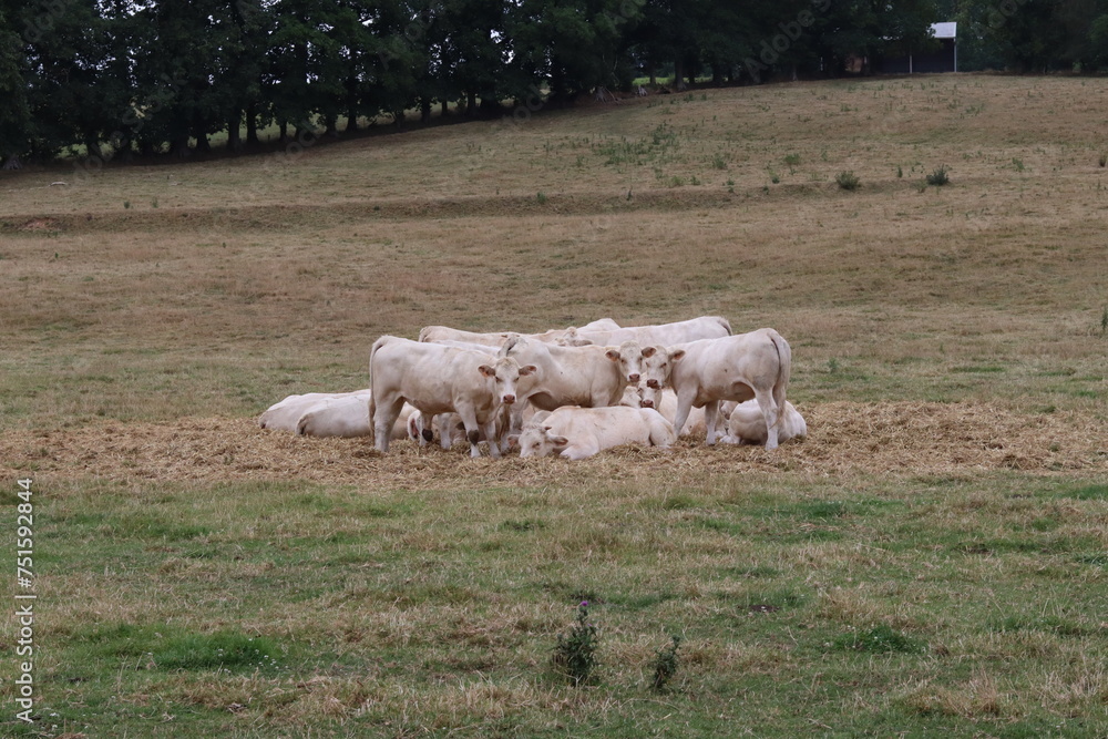 Obraz premium Vaches dans un pré normand