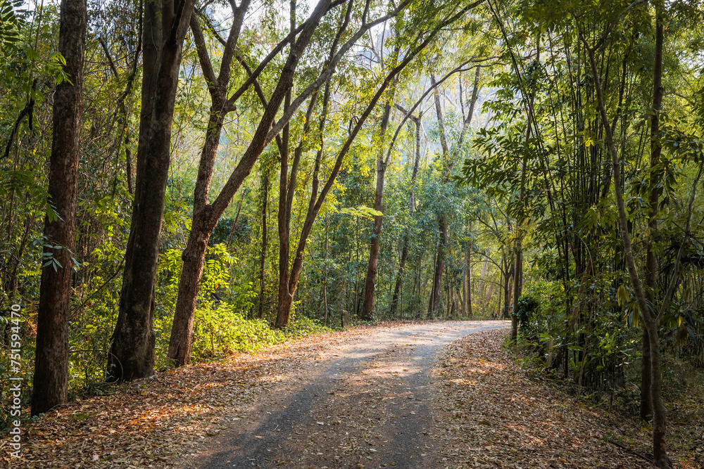 Obraz premium Small asphalt road with curve ahead through the trees tunnel in the tropical forest