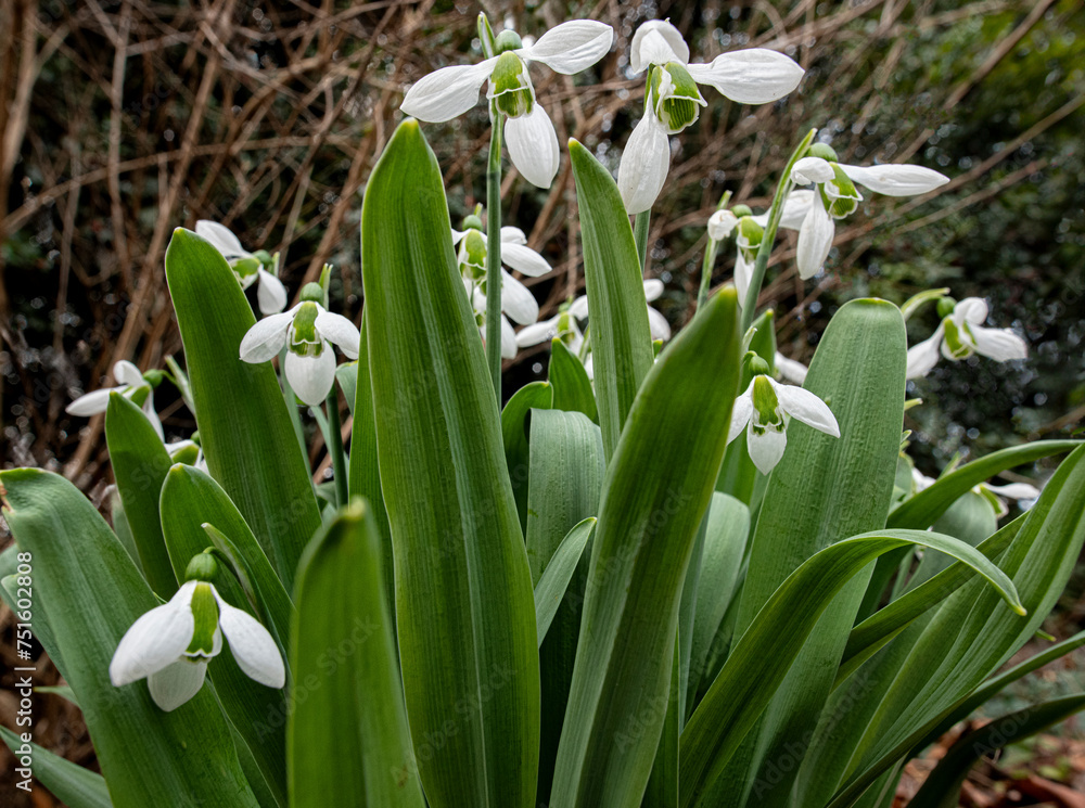Fototapeta premium Cluster of snowdrops (Galanthus sp.) in late winter in garden in central Virginia