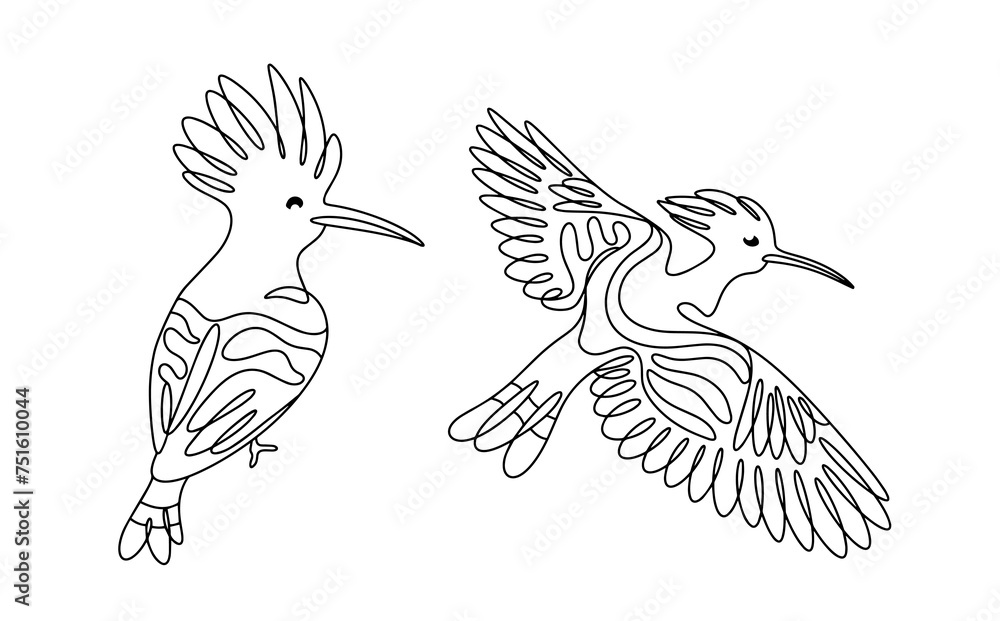 Fototapeta premium Hoopoe. Bird with crest