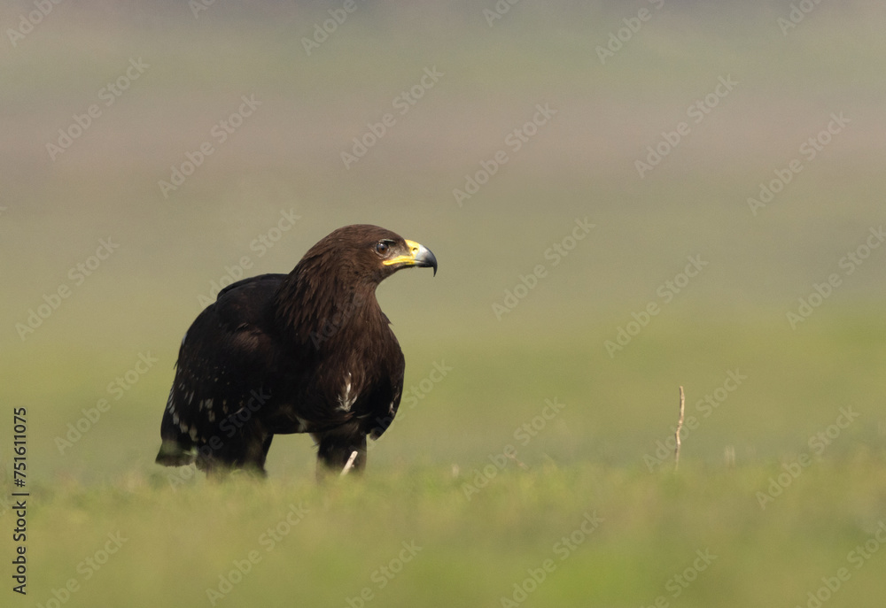 Greater spotted eagle percehd on ground at Bhigwan bird sanctuary, Maharashtra Greater spotted eagle percehd on ground at Bhigwan bird sanctuary, Maharashtra