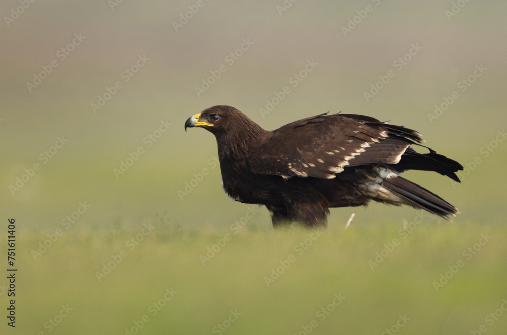 Fototapeta premium Greater spotted eagle shaking its wing, Bhigwan bird sanctuary, Maharashtra