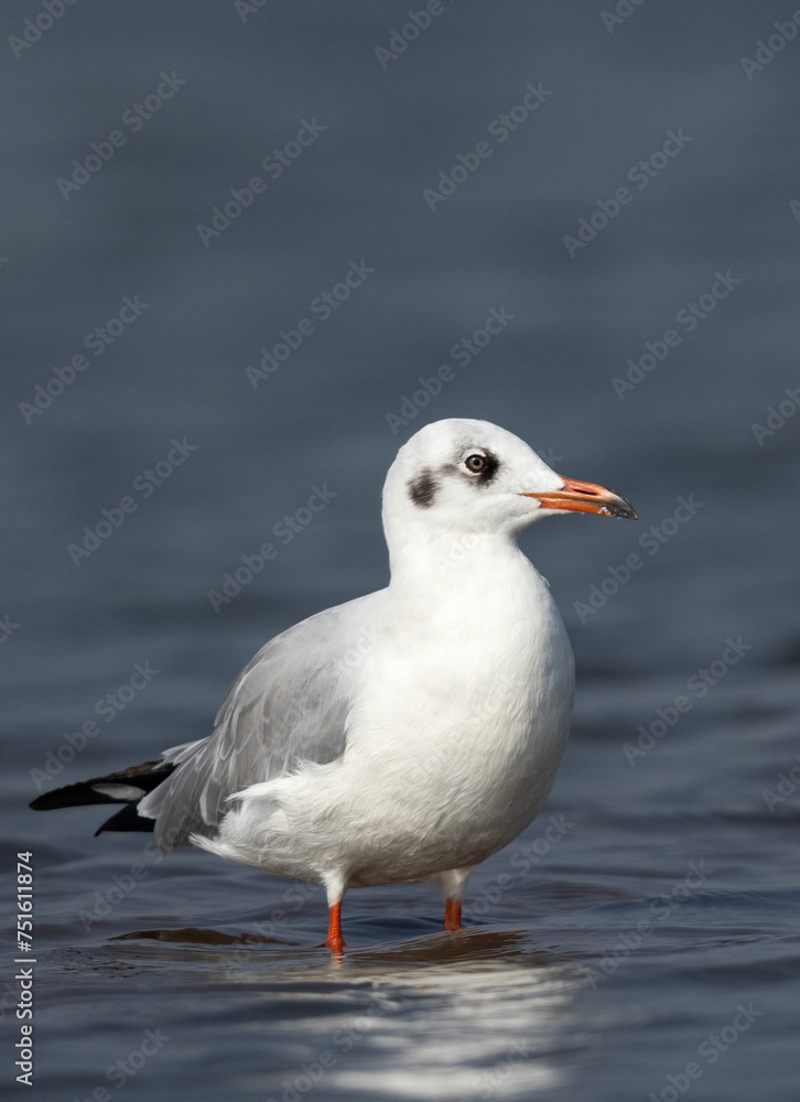 Portrait of a Brown-headed gull, Bhigwan bird sanctuary, India Portrait of a Brown-headed gull, Bhigwan bird sanctuary, India