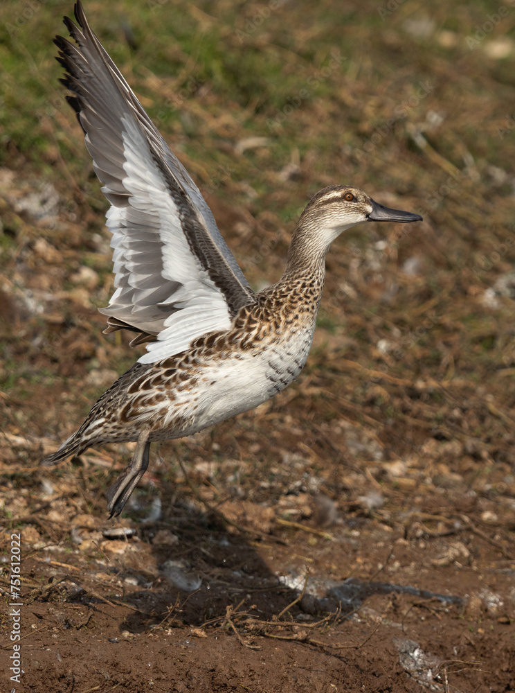 Closeup of a Garganey takeoff at Bhigwan bird sanctuary, India Closeup of a Garganey takeoff at Bhigwan bird sanctuary, India